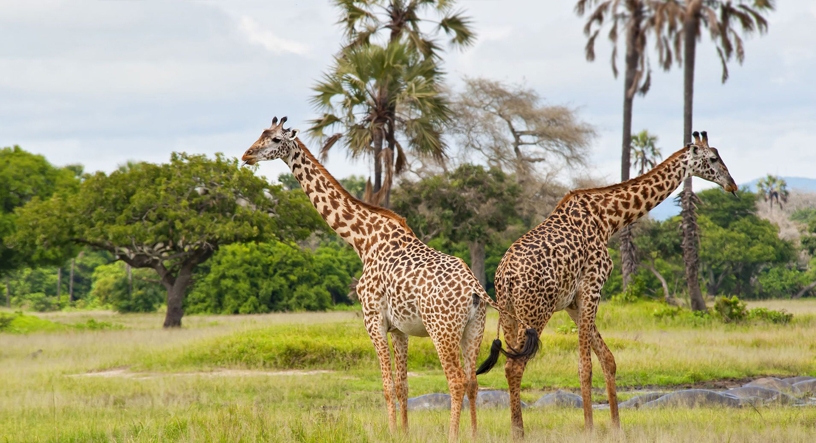 Low cost safari Tanzania